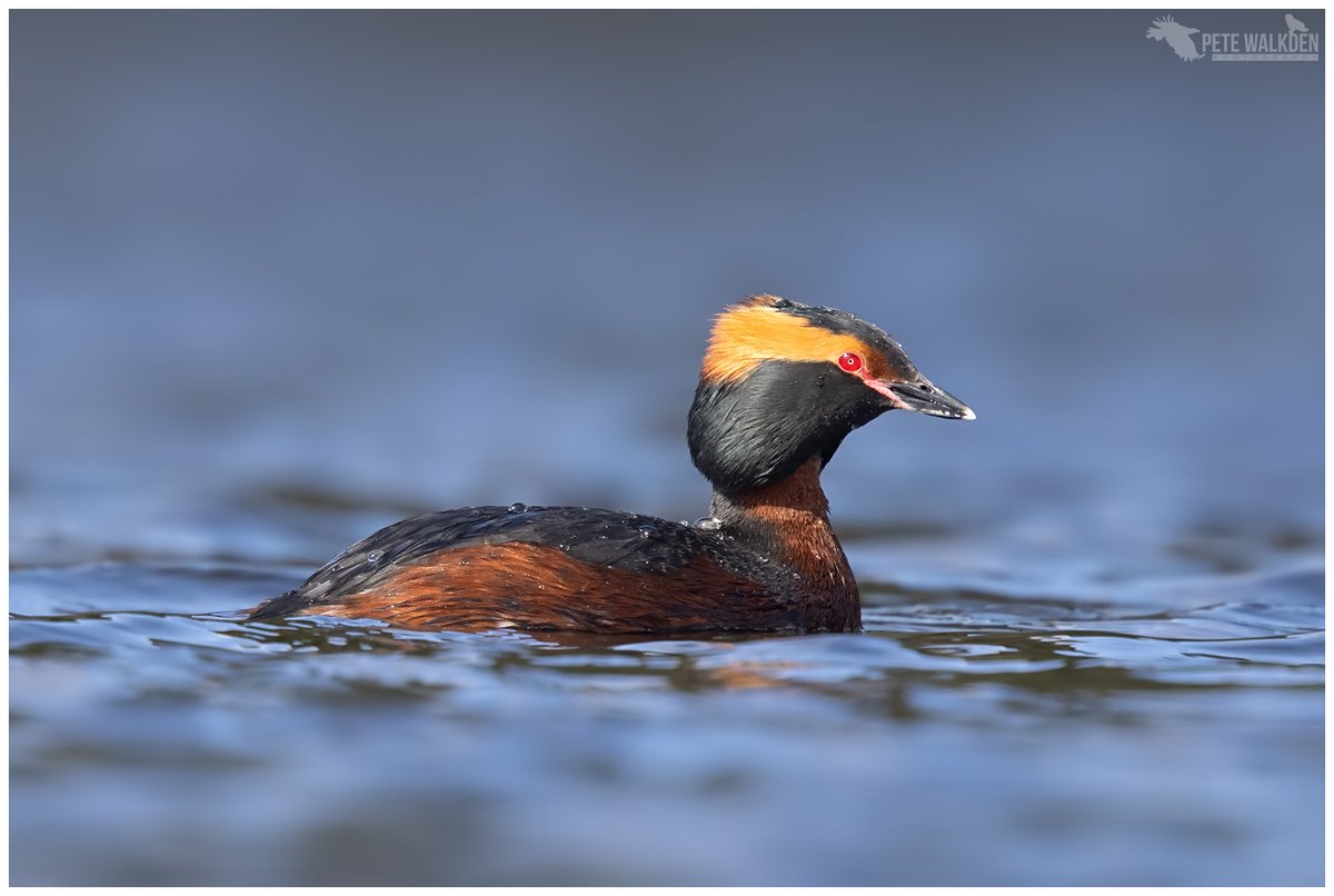 Slavonian Grebe - they really appear to glow in some sunshine. Stunners. #slavoniangrebe #birding #birdphotography #NaturePhotography #NatureLovers #ThePhotoHour #springwatch #highlands #scotland