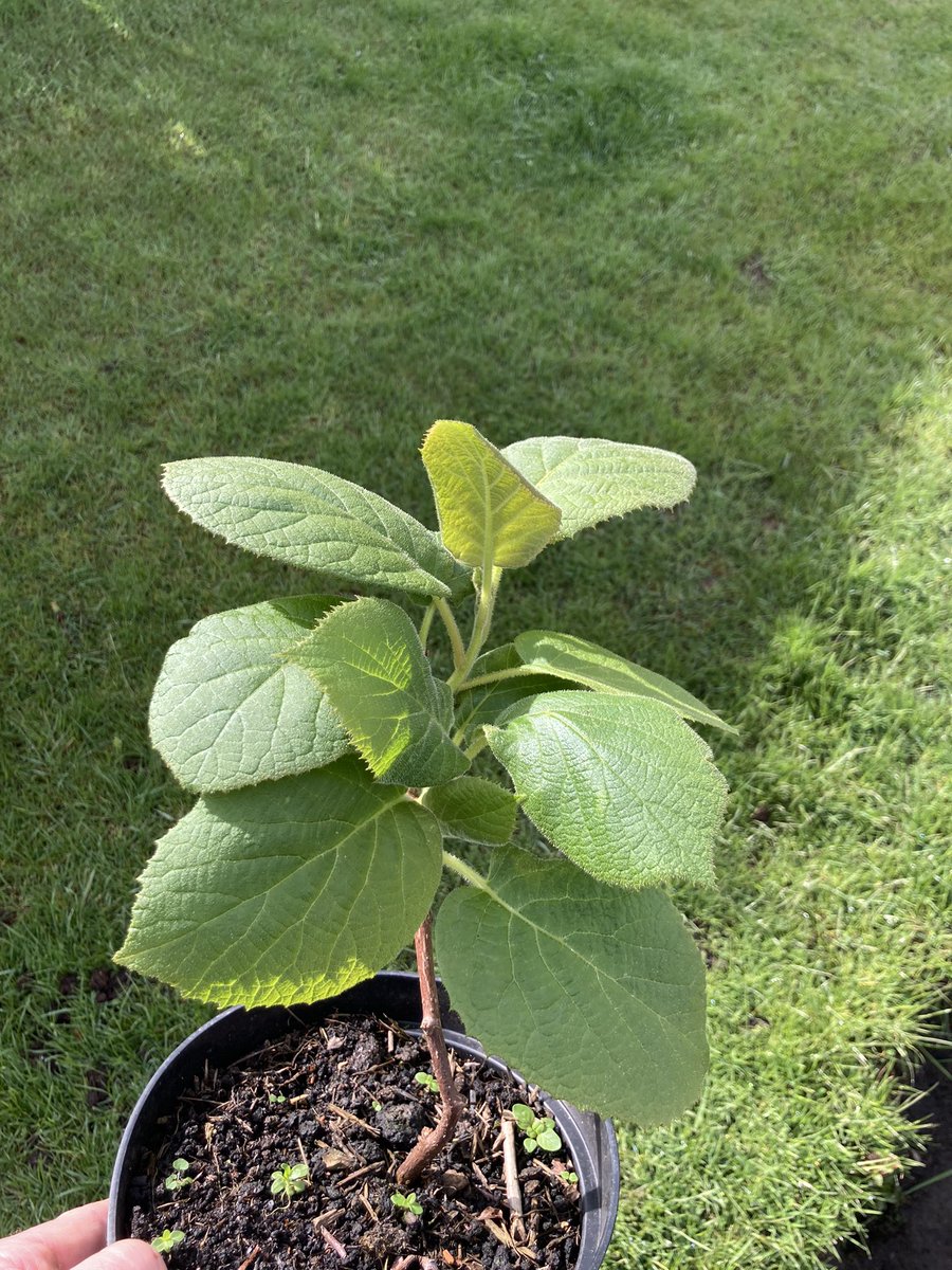 Was given 5 tiny kiwi 🥝 seedlings last year , I potted them on a couple of times last year mowing nothing about them left them out thinking winter will get them , but it didn’t so now potting on again and hoping they’ll reach adulthood and fruit ! Think sex’s different per plant