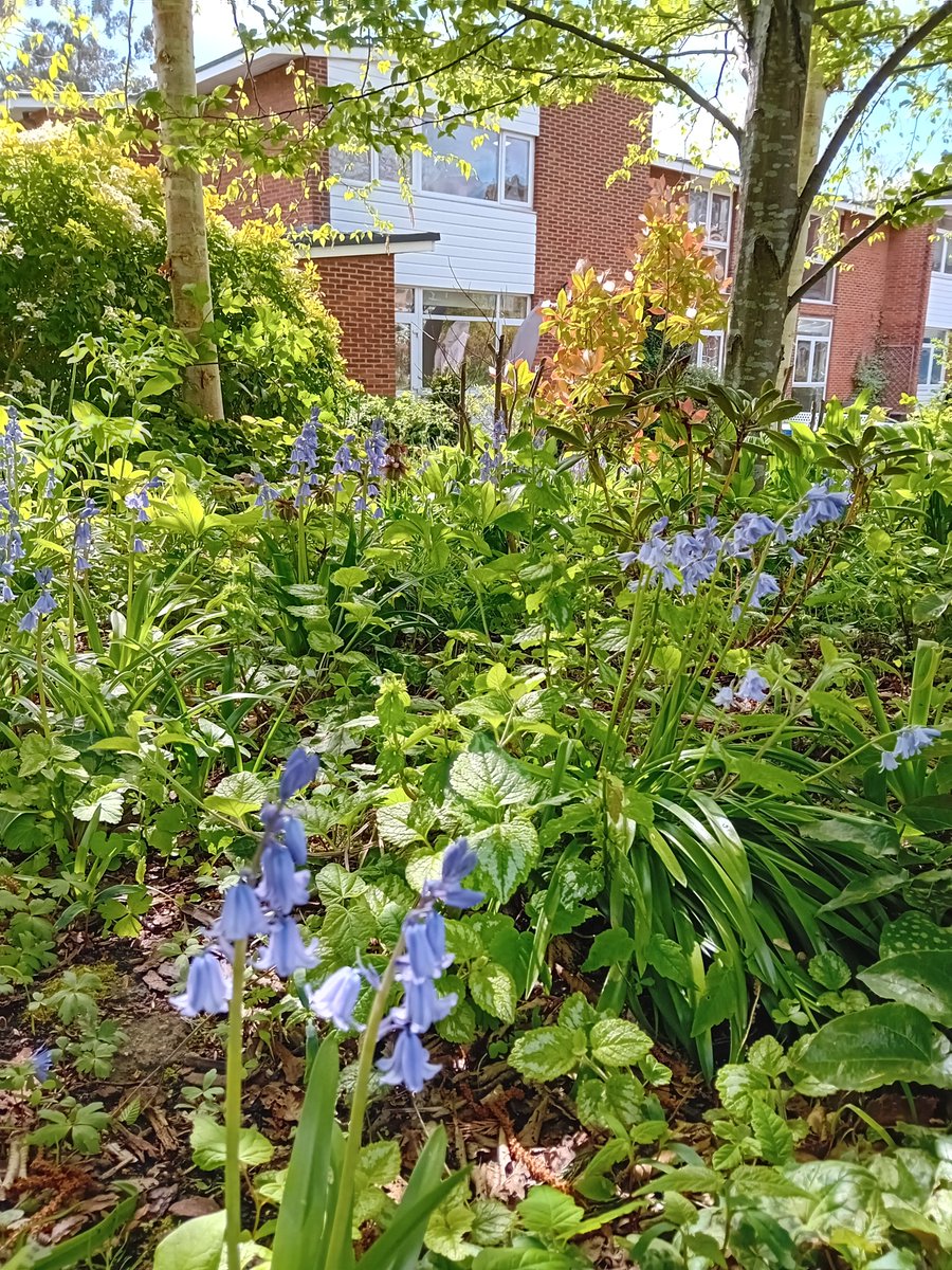 NicholasRWhite's tweet photo. Bluebells ! And lots of them, too💙 Coming out in the hospice garden at St Christopher's @StChrisHospice to the delight of everyone🌞 https://t.co/L0itsfXWfd