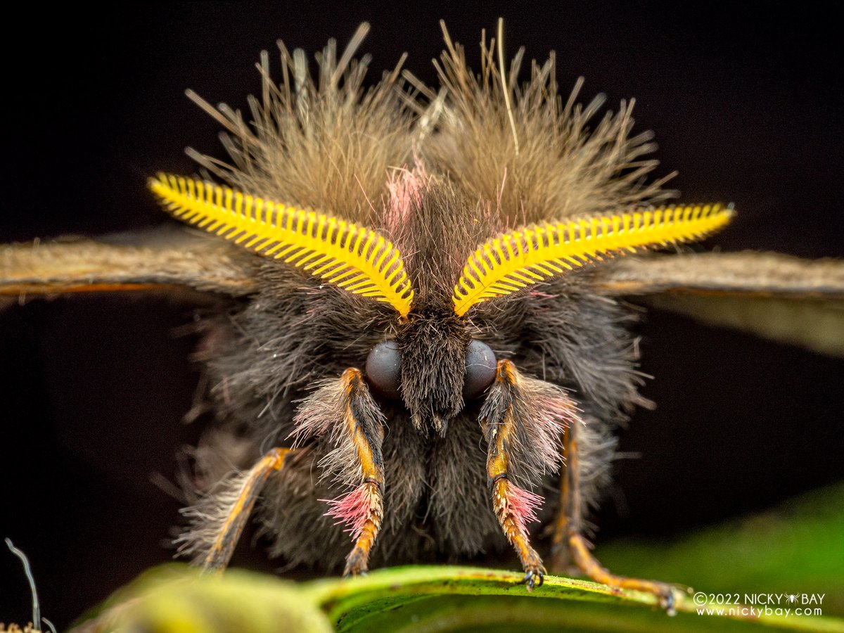 Are there REALLY more insects out at night?🌞🌘🦋 Our global study @NatureComms empirically tackles this 'simple question a child may ask, the answer to which is important, unknown, and subject to various ecological hypotheses'–Reviewer 1😆 Open Access: nature.com/articles/s4146…