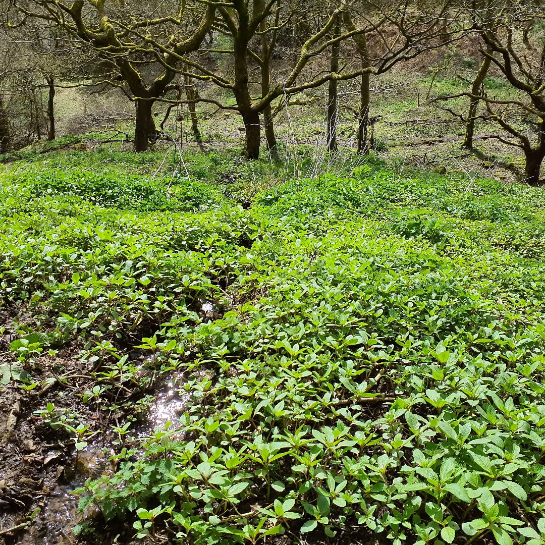 We've been surveying sites in prep for hand pulling #HimalayanBalsam (invasive non-native species) with a top-down approach to increase the effectiveness of removal efforts. Always amazed by its ability to grow absolutely anywhere, in trees, streams and vertical rock faces. #INNS