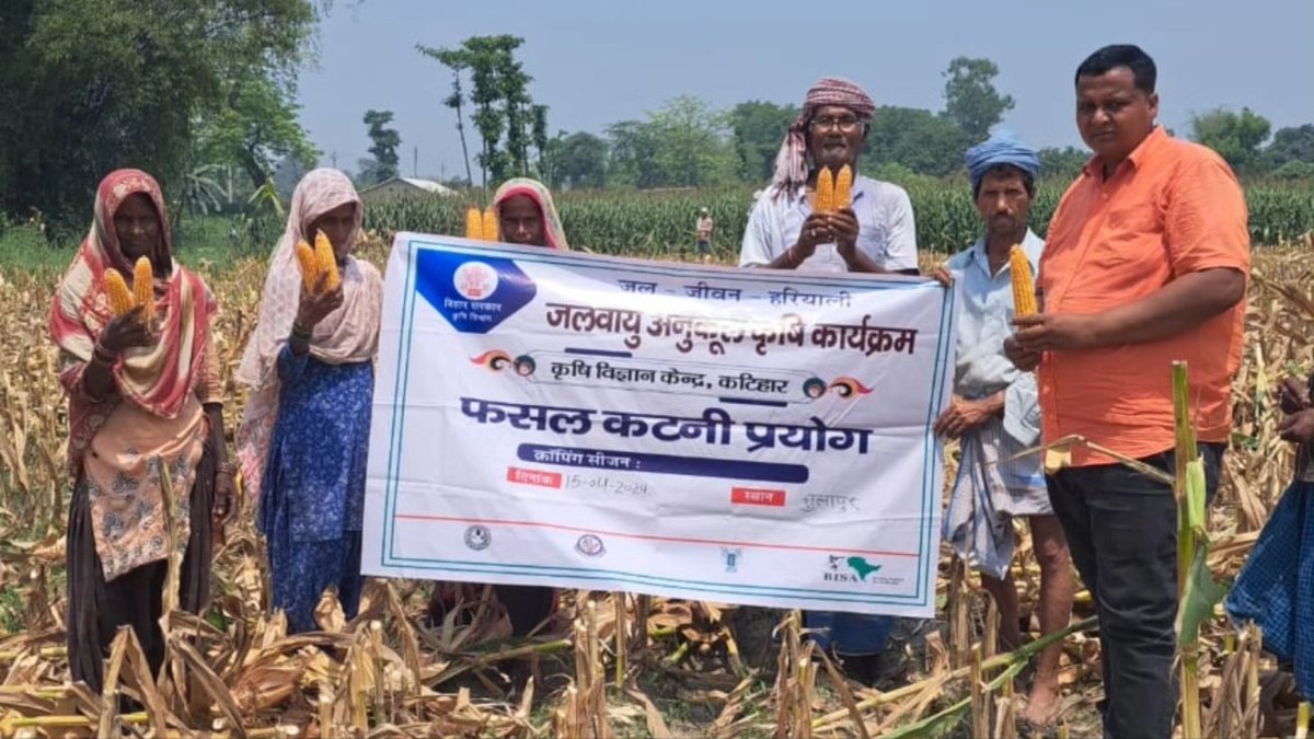 Witness the power of progress! 🌽 Musapur village, #Katihar district, embraces cutting-edge technology under the Climate-Resilient Agriculture Programme, yielding an impressive 112 quintals of #maize per hectare. Every maize stalk tells a story of resilience and dedication.
