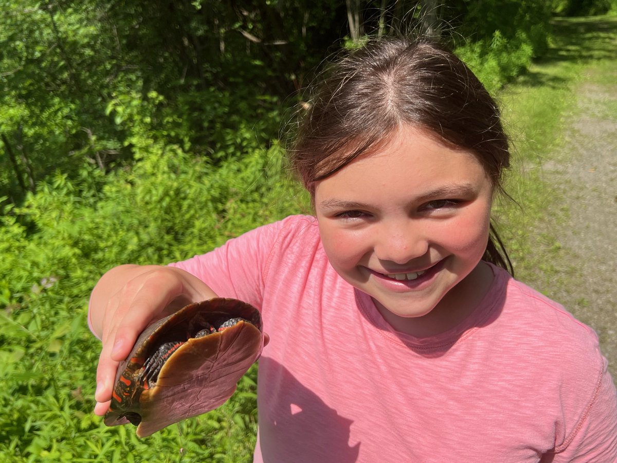 This turtle we saved crossing a road a couple years ago highlights the intelligence of ravens. How so? Four ravens were in a tree above it, likely waiting for a car to smash its shell so they could eat the contents. They got quite vocal when the turtle was saved #Nature365