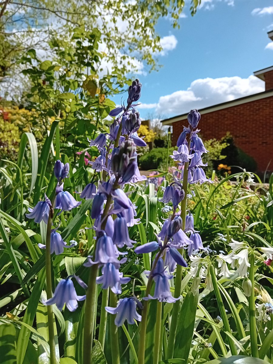 NicholasRWhite's tweet photo. Bluebells ! And lots of them, too💙 Coming out in the hospice garden at St Christopher's @StChrisHospice to the delight of everyone🌞 https://t.co/L0itsfXWfd