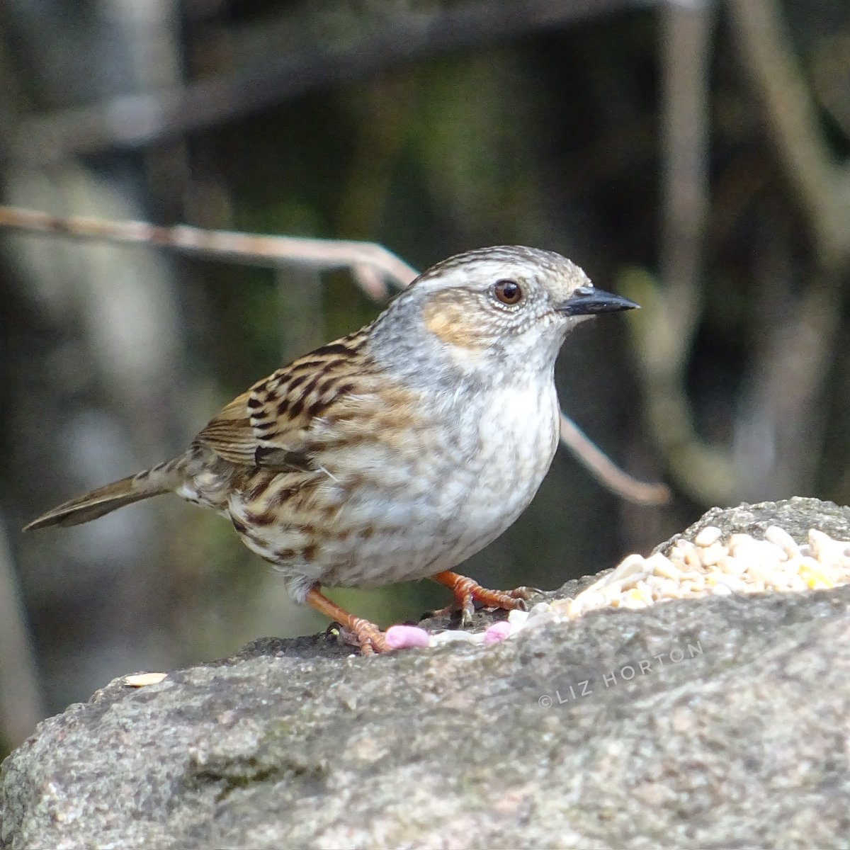 Sweet, lovely young #Dunnock.. A precious, soothing little soul..🤗 'The most precious things in life are not those you get for money.' #Einstein #quote #nature #wildlife #birds #photography #birdwatching #birdphotography #BirdTwitter #birdtonic #art #naturelovers .. 🤍🕊