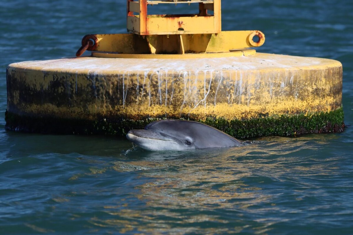 🐬 Directed by prof. Jacob González-Solís (@SeabirdEcology) and Dr. Manel Gazo (@MarMegaFaunaUB) the project has the collaboration of 1️⃣3️⃣ partners from 5️⃣ different countries.