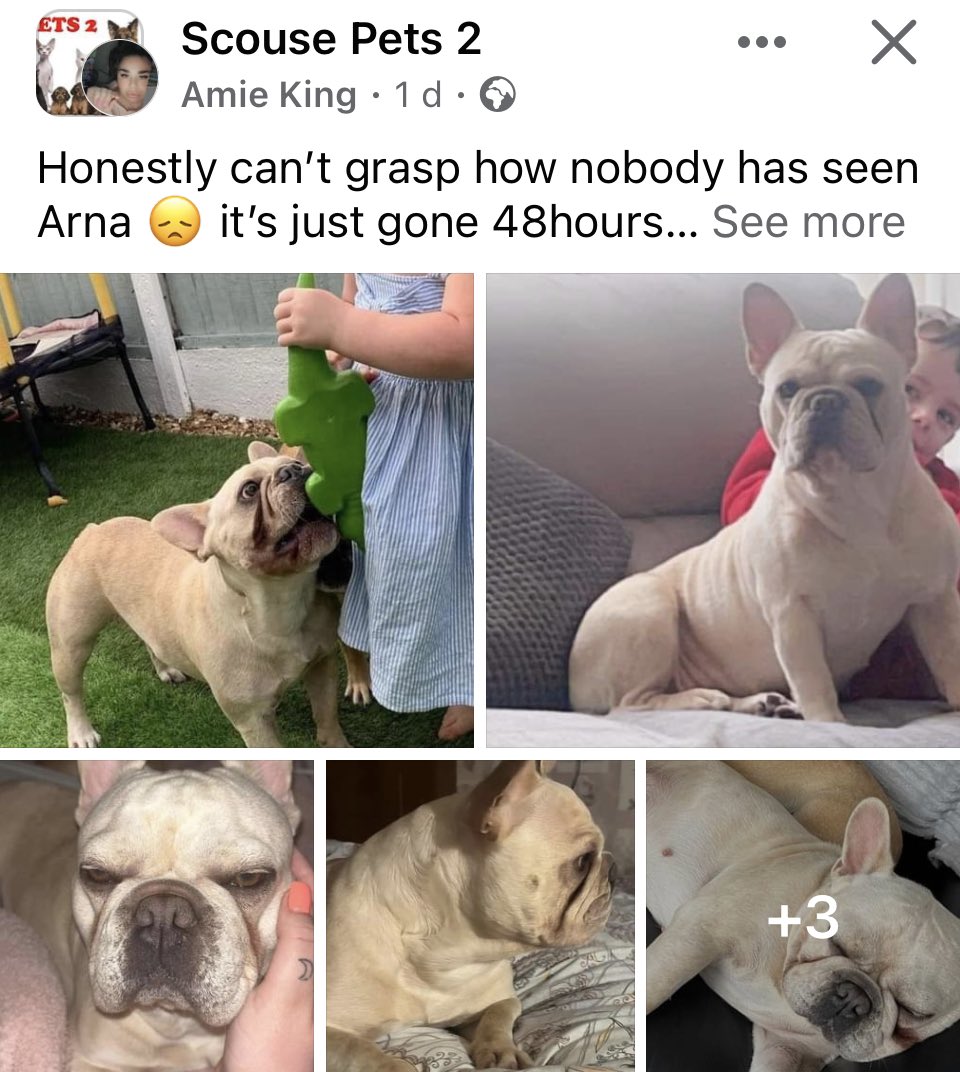This poor dog been missing from county road/ Anfield area for a few days now, all keep a look out. Sounding like she was hit by a car Monday morning on county & run off 😢