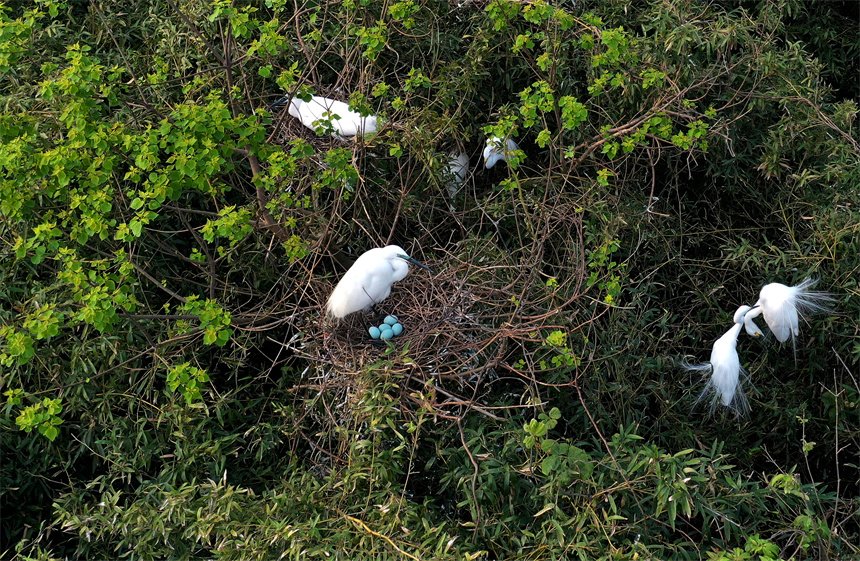 VoiceofPD's tweet image. #SpringinChina
Sound environment attracts migratory birds to produce offspring in E China's Jiangxi
#Jiangxi
More pics: en.people.cn/n3/2024/0418/c…