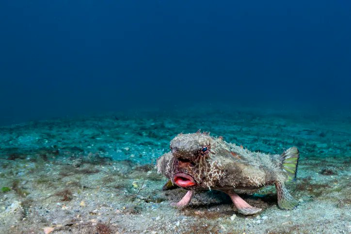 Honest_To_Paws's tweet photo. Today I learned not all fish swim...some walk. Meet the Red-Lipped Batfish...these creatures use their fins to walk and they can only be found on the ocean floor in Galapagos. https://t.co/tf9b9UUzVv