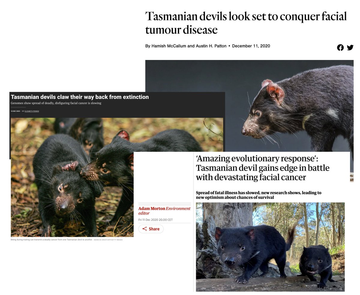 So very, very likely the DFT1 tree of this study has NO SCIENTIFIC BASIS. With serious consequences! Because the paper's main conclusions and media hype, 'cautious optimism for the continued survival of the Tasmanian devil' are all derived from this flawed data. 😞 🧵(10/18)