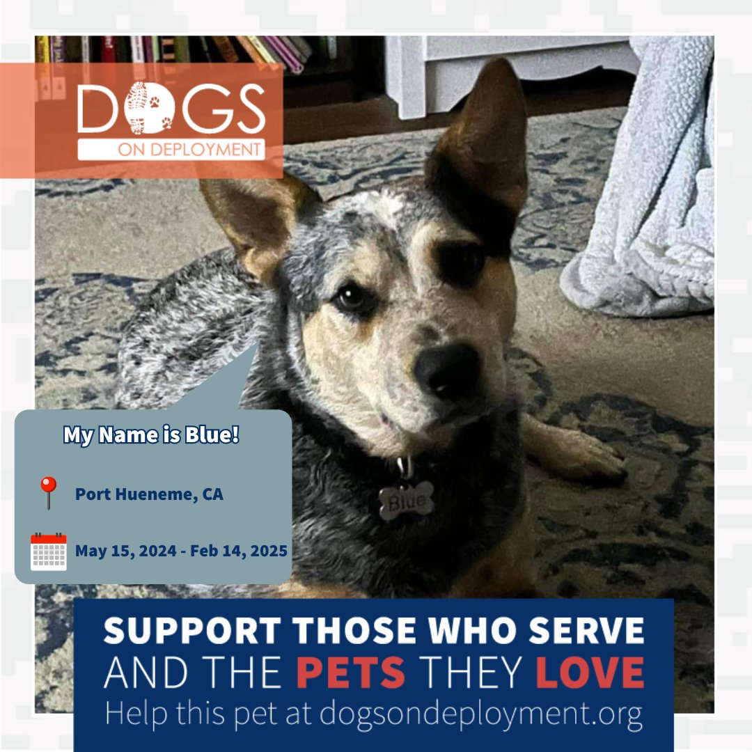 DogsonDeploymnt's tweet photo. These military pets are looking for Boarders! Please visit https://t.co/AkLomocRrh to search for pets in need.

#DoDPetInNeed #MilitaryPetInNeed #DoDFoster #DogsonDeployment #PanamaCityBeach #SanDiego #PortHueneme #NorfolkVA #NorthAugustaSC #Husky #Labrador #AustralianCattleDog https://t.co/X85FbBFPx4