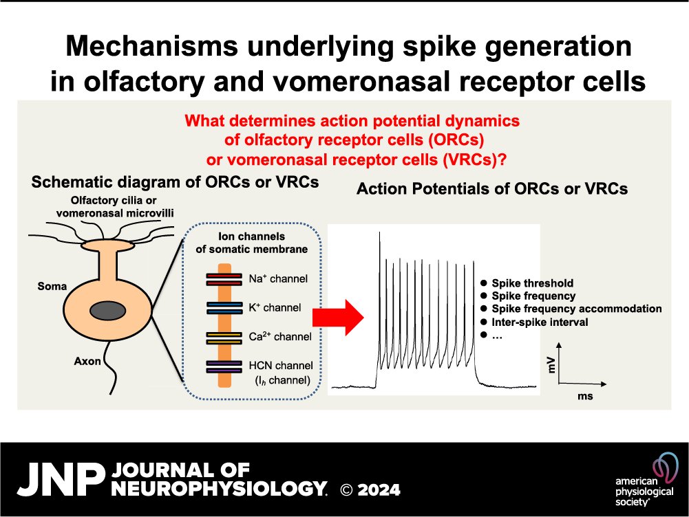 JNeurophysiol's tweet photo. โ๏ธCheck out this new #review in @JNeurophysiol "Somatic ion channels and action potentials in olfactory receptor cells and vomeronasal receptor cells" by Fusao Kawai
๐ฑ๏ธhttps://t.co/nihkfSAjVM
#OlfactoryReceptorCell #VomeronasalReceptorCell #IonChannel #ActionPotentials https://t.co/6rFb8JFX2M