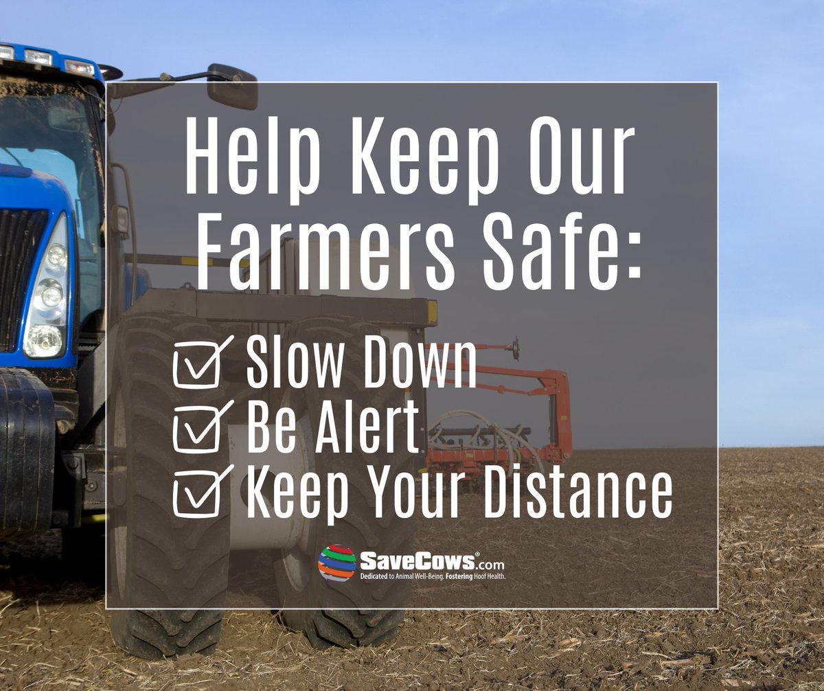 SAVE COWS® Network (@savecowsnetwork) on Twitter photo 