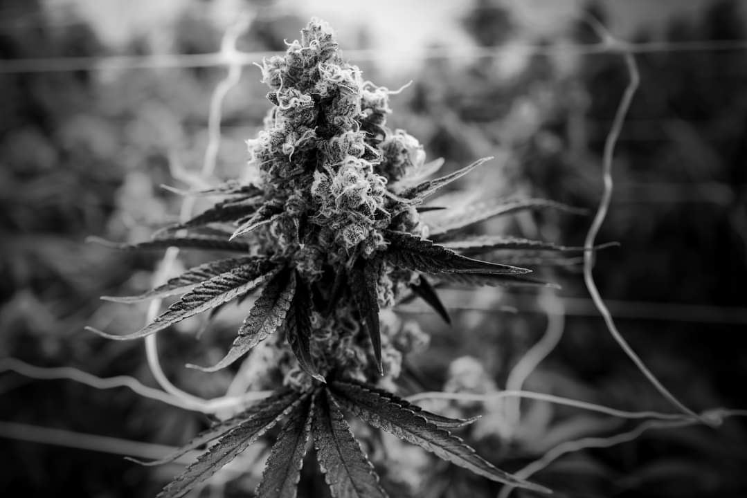TruroCannLP's tweet photo. Nothing says classic like Black &amp; White!
#trurocannabus #trurocannabis #cannabis #canada #canadiancannabis #nslc #ocs #aglc #prairiecannabis https://t.co/oWXPeDR3D5