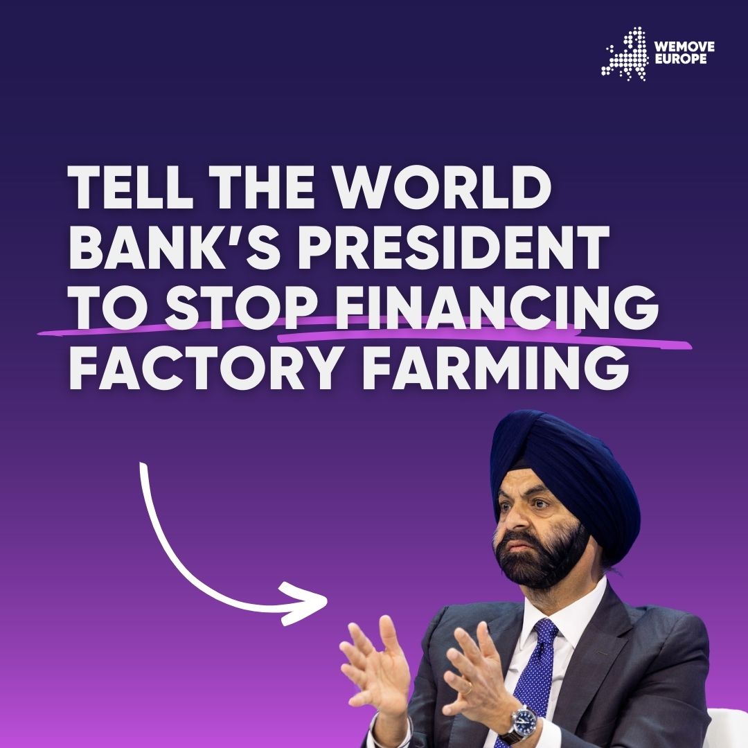 World Bank funds factory farms, fueling climate crisis & animal suffering. This week global leaders meet in Washington. Join the protest, and flood their channels with your messages: linkedin.com/feed/update/ur…