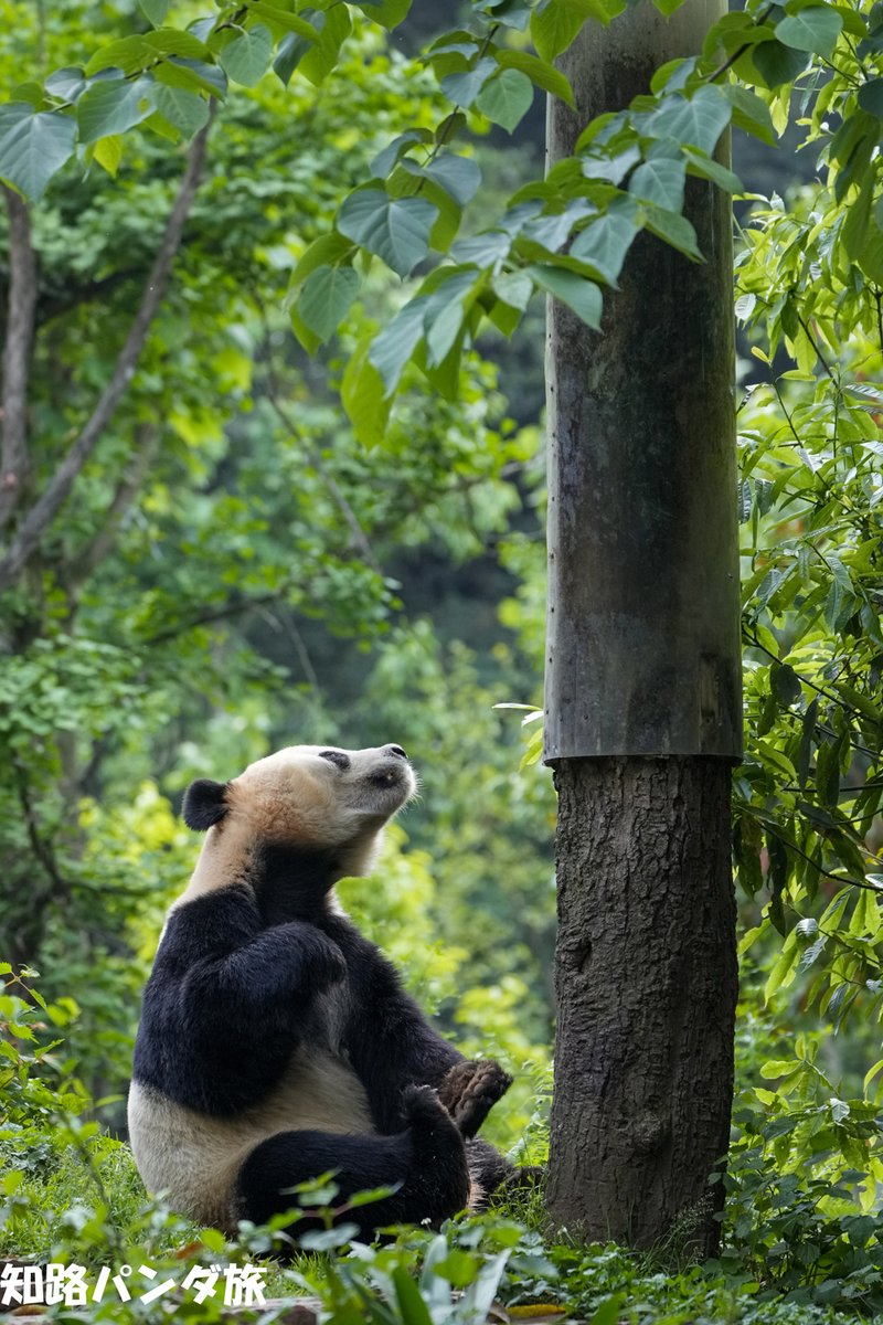 A Bei for the day 2nd Series. Looking up at the tree.🐼🌲☀️✨ 今日のベイちゃん(2023/5/04)。緑の木を見上げて☺️🌳🍀👍 #panda @BeiBeiPanda3 #China #Bifengxia #雅安碧峰峡基地 #beibei #贝贝