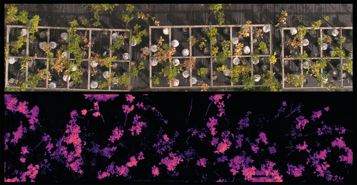 Scientists are now using drone cameras to effectively distinguish between drought stress and fungal infections in oak trees, offering crucial insights that can enhance forest management and conservation efforts. bit.ly/4aEoRSe #DroneConservation #ForestHealth #EcoTech