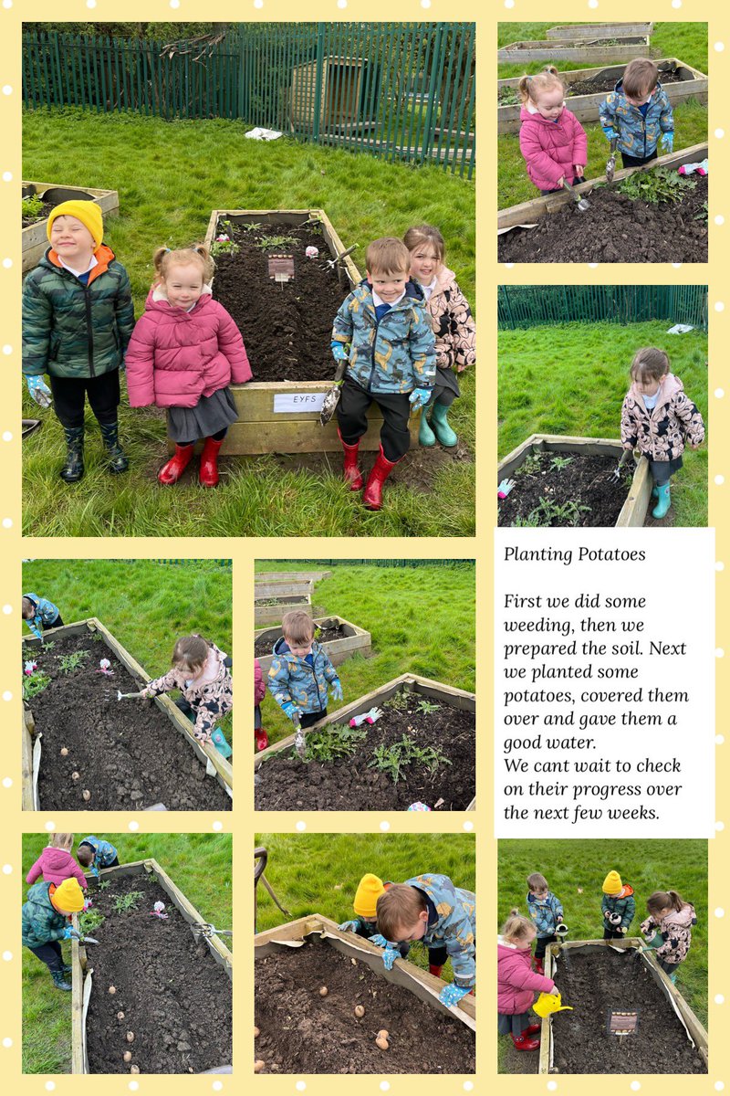 NYPSButterflies's tweet photo. Nursery were keen to start filling our vegetable patch. Today we planted potatoes and are very excited to observe their growth @Newyorkprimary @NYPS_ECO https://t.co/1Q59EpPVCA