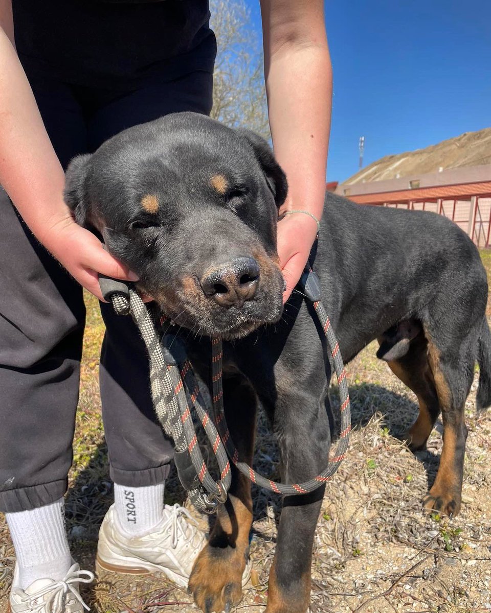 DogKlara's tweet photo. Colby, around 4-5 years, supergentle and loves human affection very much, looking for a home to call his own within the EU! One year in kennels is one year too long, share for Colby! 🙏🏻❤️🐾 #adoptcolby #rescue https://t.co/UYhgkkk9fu