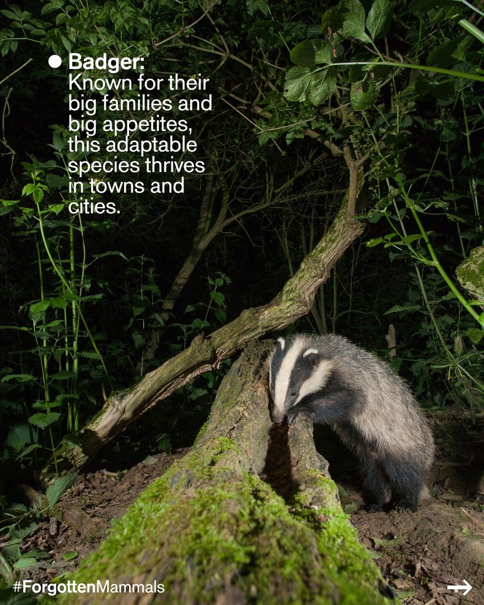 Mammal_Society tweet picture