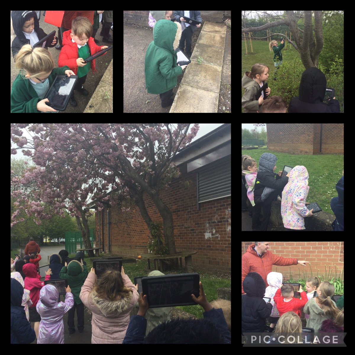 💚Year1 have been using IPads outside to capture signs of Spring.💚@CaldiPrimary @AETAcademies @CNicholson_Edu @vianclark @Claire_Heald @HeadStart_ST @Tees_Issues @MbroCouncil