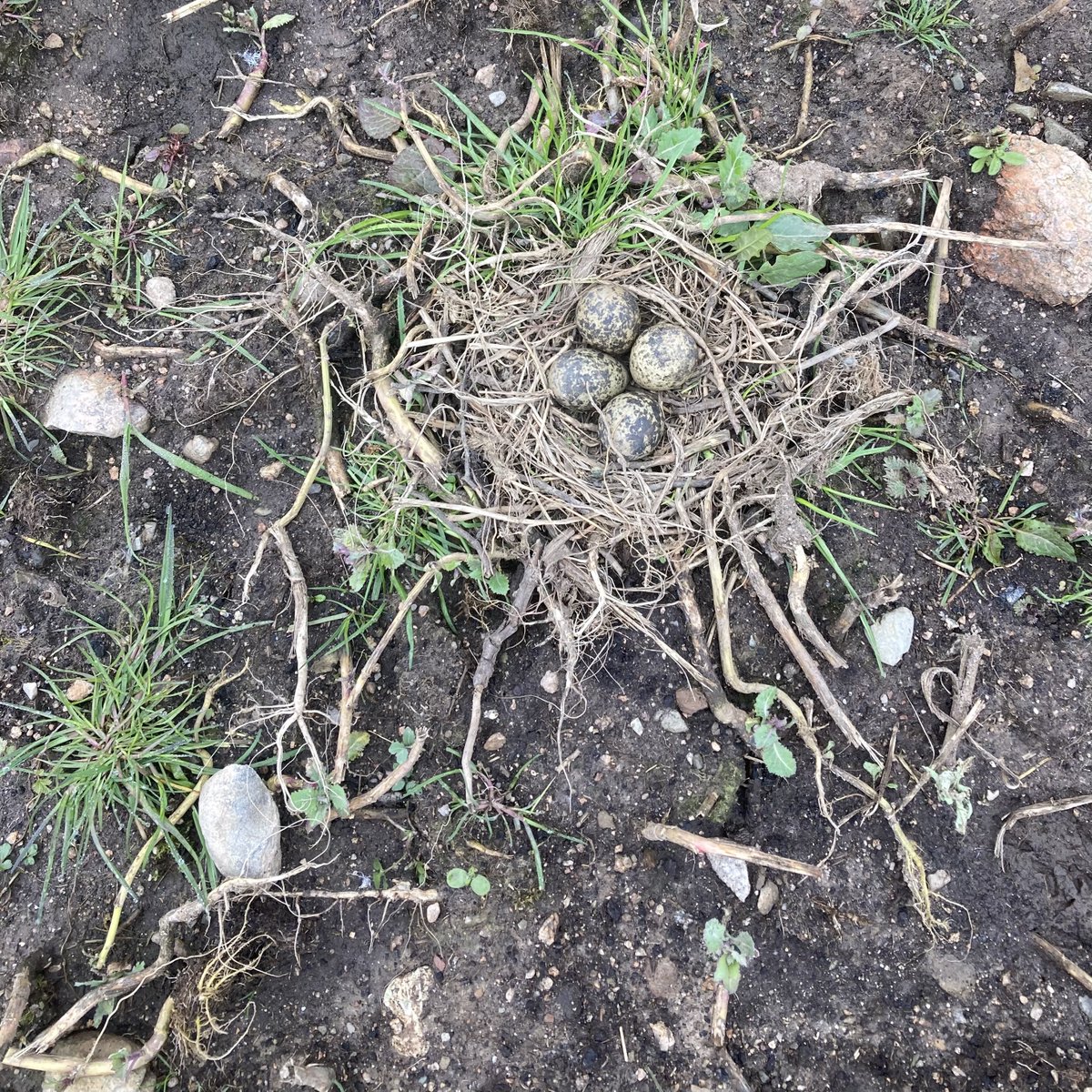 This lapwing nest is now under surveillance as part of our nest camera project… the farmer is happy to delay ploughing until chicks are up & away - teamwork makes the dream work in Galloway! Join our wader monitoring work here -> workingforwaders.com/nest-camera-pr… @DavyMcCracken @FASScot