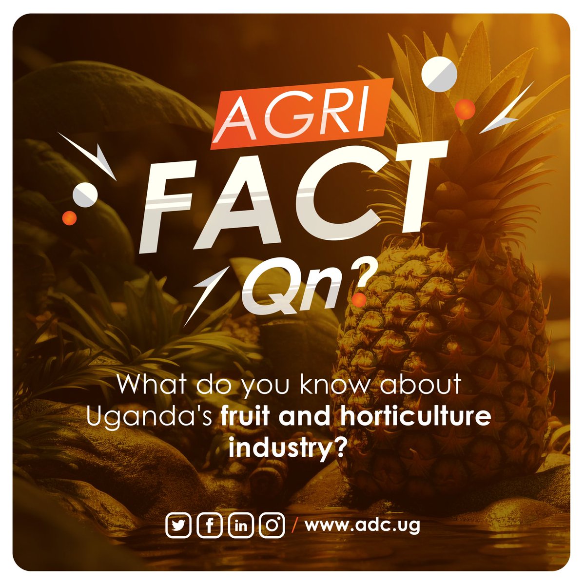 agribdcu's tweet photo. Agrifact! Share with us in the comment section those facts about Uganda’s fruit and horticulture industry, lets go….@ChebbyWinnie @maxwellkiptanu3 @hortifreshffv
#AgriFactUG #WeAreADC2024 https://t.co/YRxIFOdmq3