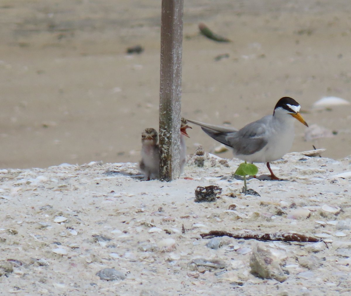 You may see wooden birds on the beach on Sanibel as part of SCCF’s nest-attraction effort for state-threatened least terns! These decoys are meant to encourage least terns to nest in suitable areas that are less likely to be disturbed.

Read more: sccf.org/blog/2024/04/1…