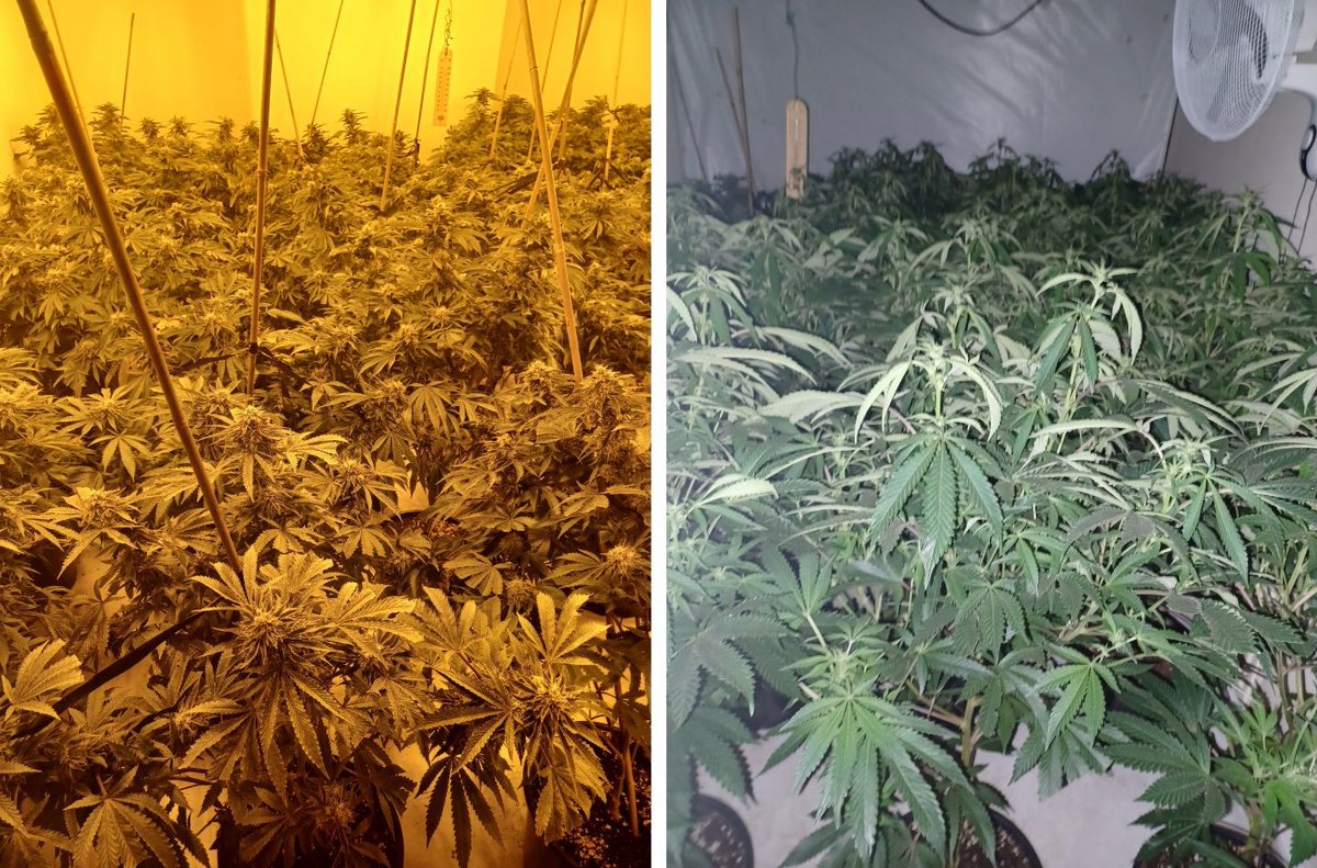 WARRANT | Two men were arrested this morning (Thursday 18 April) following a warrant in Redditch where a cannabis farm was discovered. Read more here: orlo.uk/AW56Y