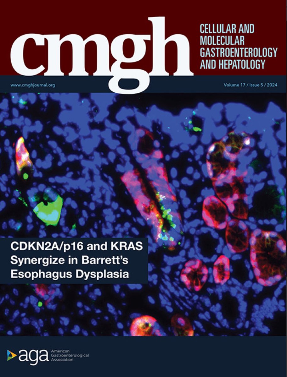🤩 another gorgeous cover for @AGA_CMGH #GITwitter #LiverTwitter submit your groundbreaking work to CMGH! ✨Maybe your stunning science will be chosen for the cover #CMGH4ALL #microscopy #Science