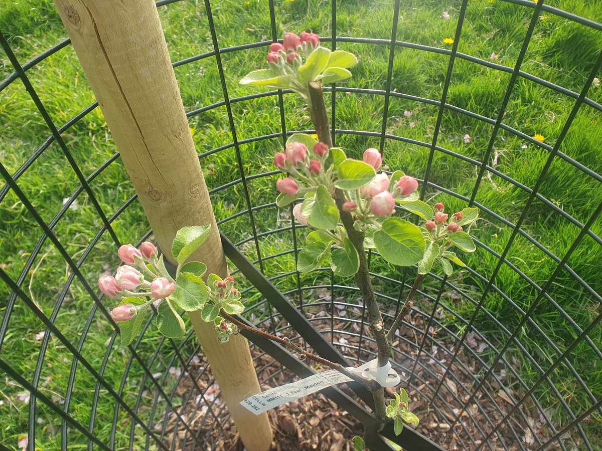 4 months after adding to #RouelCommunityOrchard the only London created apple Cellini. Raised by nurseryman Leonard Phillips of Vauxhall, London & introduced c1828, rich and very sweet/sharp flesh, crisp and juicy, unusual flavour of aniseed,great eater & cooker @ProjectOrchard