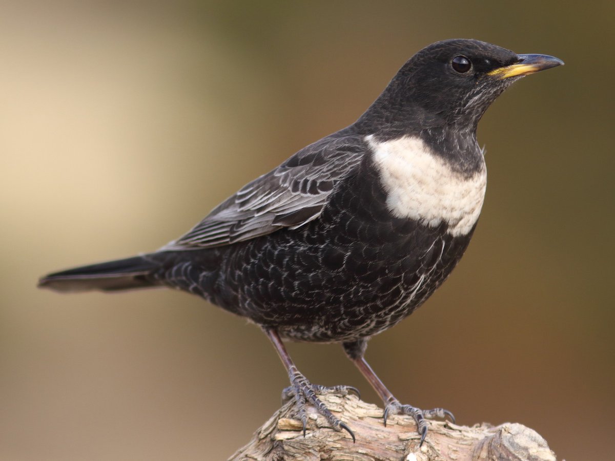 Most of us would have still been asleep when Pete and team started their ring ouzel surveying for us this morning. An upland specialist & a red-listed and declining species, we hope the work of our project will help the 'mountain blackbird'. @BirdGuides @_BTO @DefraNature