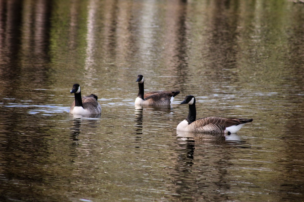 #3sDay Some Geese