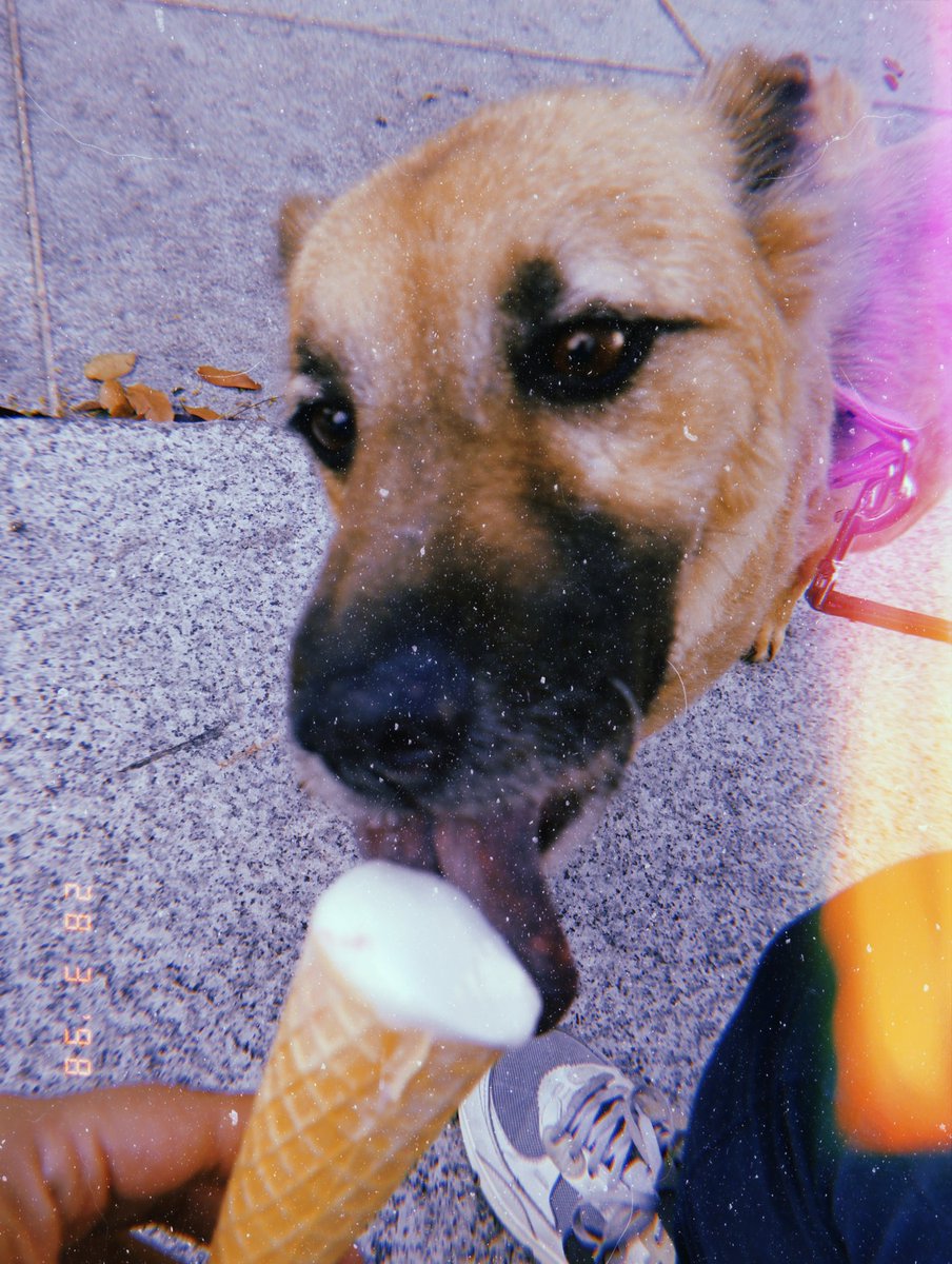 kathaCorreaF's tweet photo. @twaniimals Tenía calor y ahora es Feliz con su Helado 🍦 https://t.co/fnQoI1Qt4z