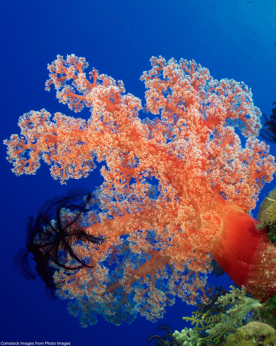 Nossos oceanos e mares são grandes reservatórios de biodiversidade e, quando bem cuidados, são uma solução essencial para a #EmergênciaClimática. No entanto, a atividade humana está colocando em risco a saúde do maior ecossistema do planeta.
#AjaAgora: brasil.un.org/pt-br/244388-c…