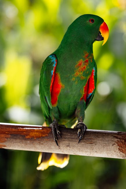 NorthernParrots's tweet photo. Get advice on choosing the right toy for your #Eclectus here. #EclectusDay
https://t.co/2HB7hjk2Mb https://t.co/BvdLntB5po