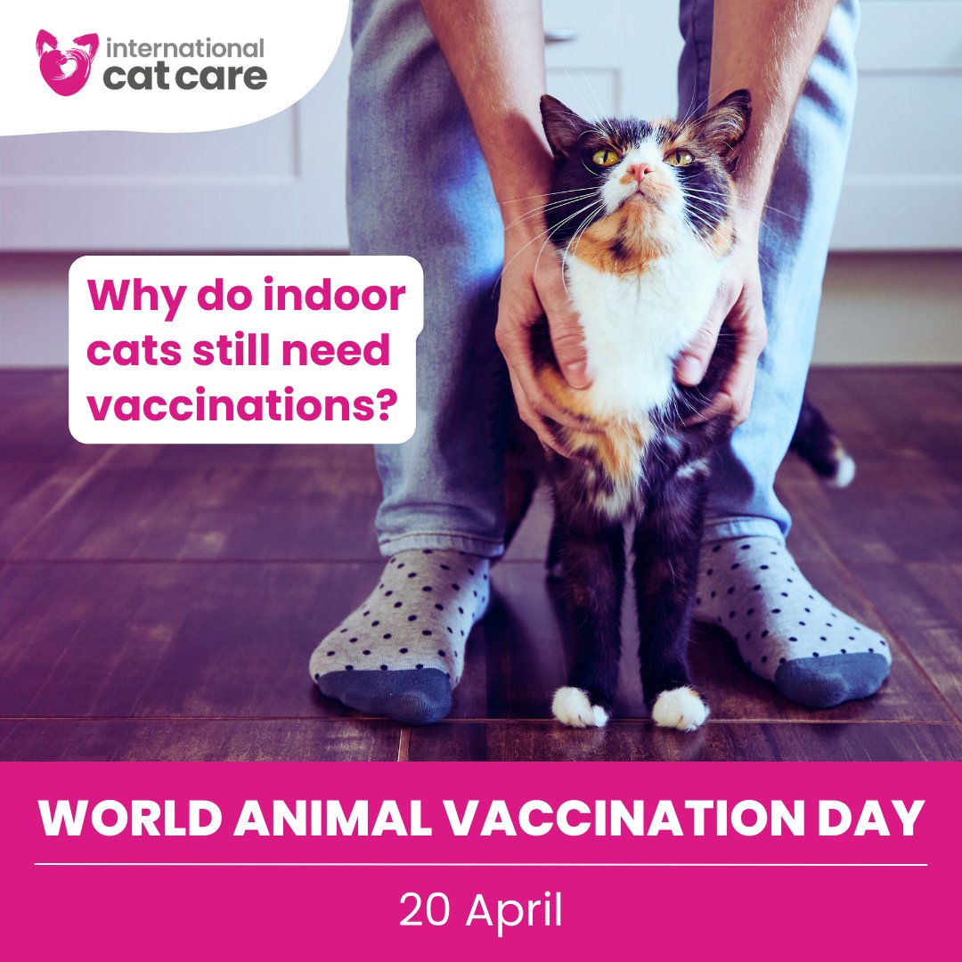 #WorldAnimalVaccinationDay 💉 🐈 Indoor cats are still at risk. Some viruses can be carried in on your clothing, footwear or other items like shopping bags! Check with your vet team what vaccinations your cat needs. More info 👉 icatcare.org/advice/vaccina…
