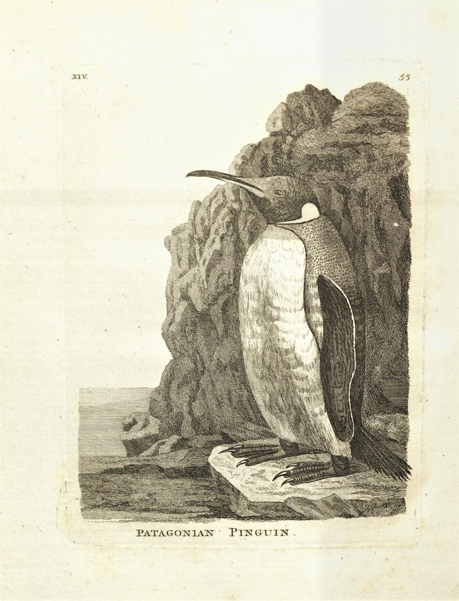 Within our Thomas Pennant collection here at NEWA, you can find his ornithology book “Genera of Birds” (London, 1781). The book provides detailed descriptions of various birds, illustrated by lovely engravings – such as this “Patagonian Pinguin”. #worldpenguinday D/DM/1494/3/27