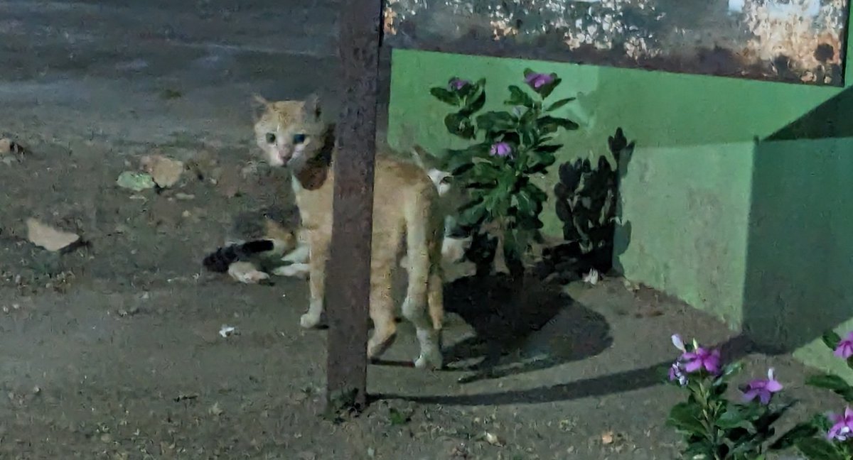 goesonrants's tweet photo. Double kitties https://t.co/671aMqTSFl