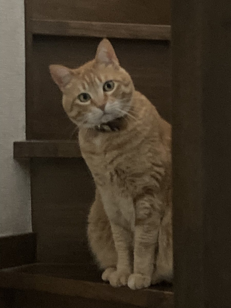 ヒィヒィ言ってる人間を何してんだコイツって目で覗きに来てました 