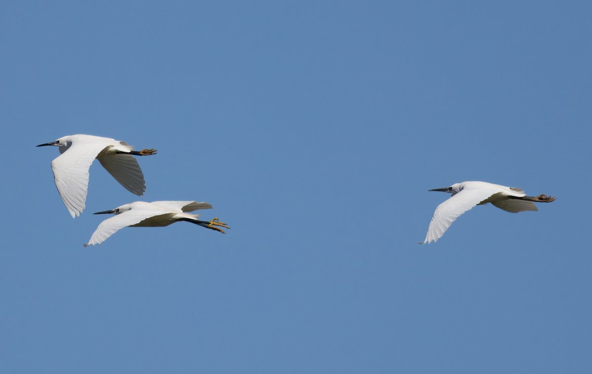 Little Egrets - St Aidan's/Swilly Ings - yesterday. @NatureUK