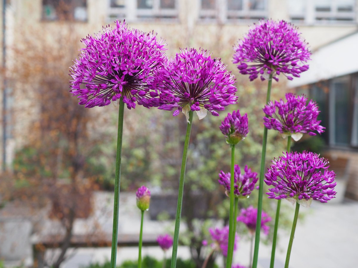 ☀️🌱Join our Community Garden Project!🌱☀️

CUH Arts, @DarwinNurseries and @ThinkGreen_CUH invite you to be part of a new community, creating and nurturing a garden for staff and patients at Addenbrooke's Hospital.  
Find out more and sign up here: bit.ly/3W3jXcR