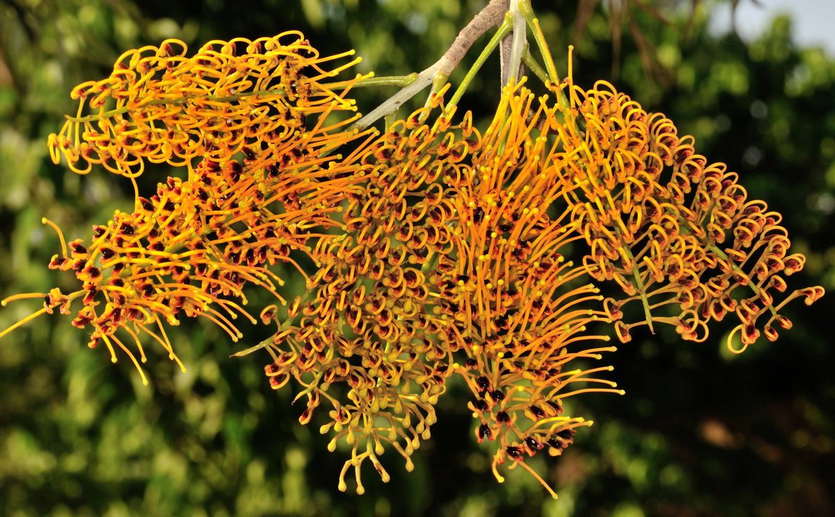 Grevillea robusta, a native Australian tree, attracts attention from humans, birds, and animals with its distinct flowers.
It is still a mystery how it arrived in India, but it can be found growing naturally throughout the country.
@InsideNatGeo 
#NareshSwamiInTheField