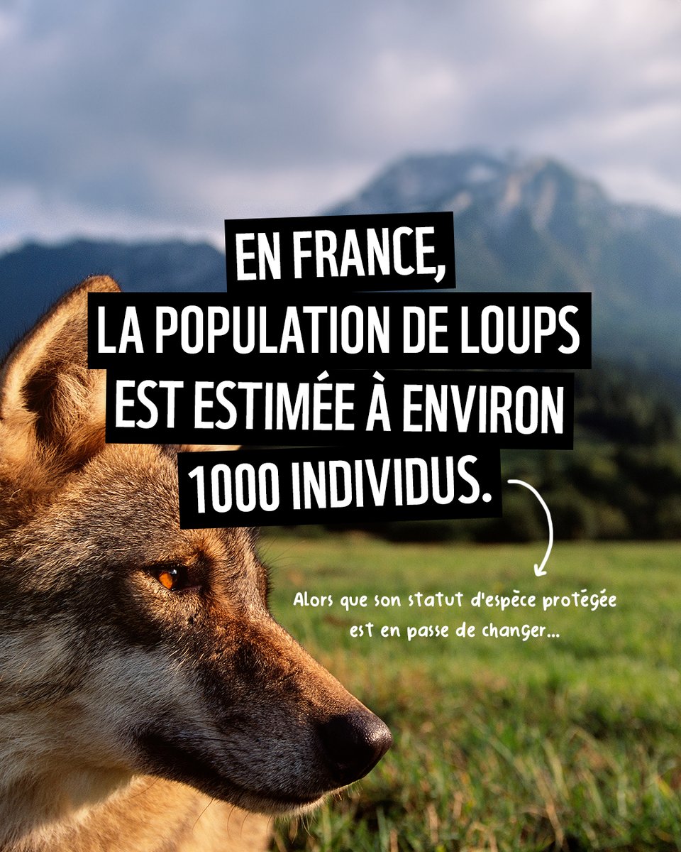 ⚠️“Trop nombreux, dangereux, ingérables”... La présidente de la Commission européenne a proposé un déclassement du statut de protection du loup. 👉Ce changement mettrait en danger l'avenir de l'espèce. Aidez-nous à le protéger. Signez notre pétition 👉bit.ly/3v8KudZ