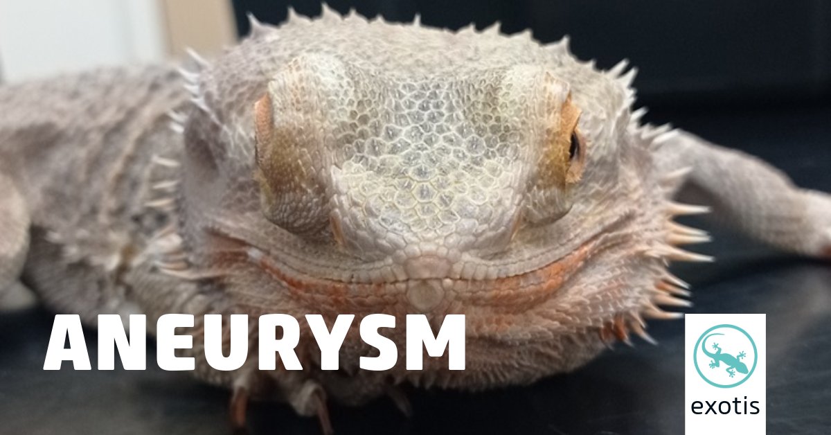 The cause of aneurysms in reptiles is unknown, but they usually arise from either the internal carotid artery or from the aorta. 

Check out this new article and images on #vetlexiconexotis to find out more about this condition.

bit.ly/4cZ3BIw