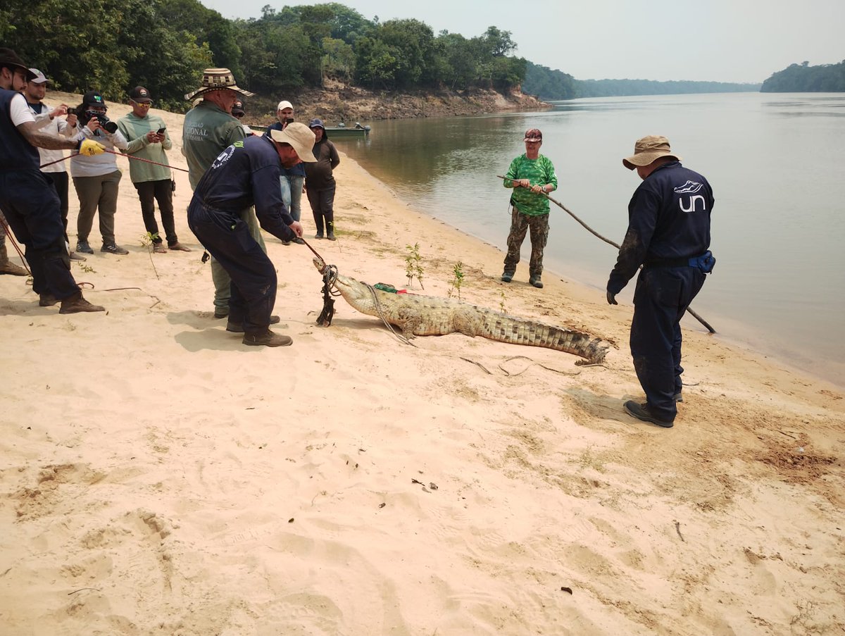 🐊El fin de semana pasado terminó una nueva liberación de caimanes llaneros adultos en el río Tomo (Vichada). ¿Cuál es el objetivo de esta cruzada por una de las especies más amenazadas del país? Entérate 👉 tinyurl.com/yec7u4ca #ProyectoVidaSilvestre