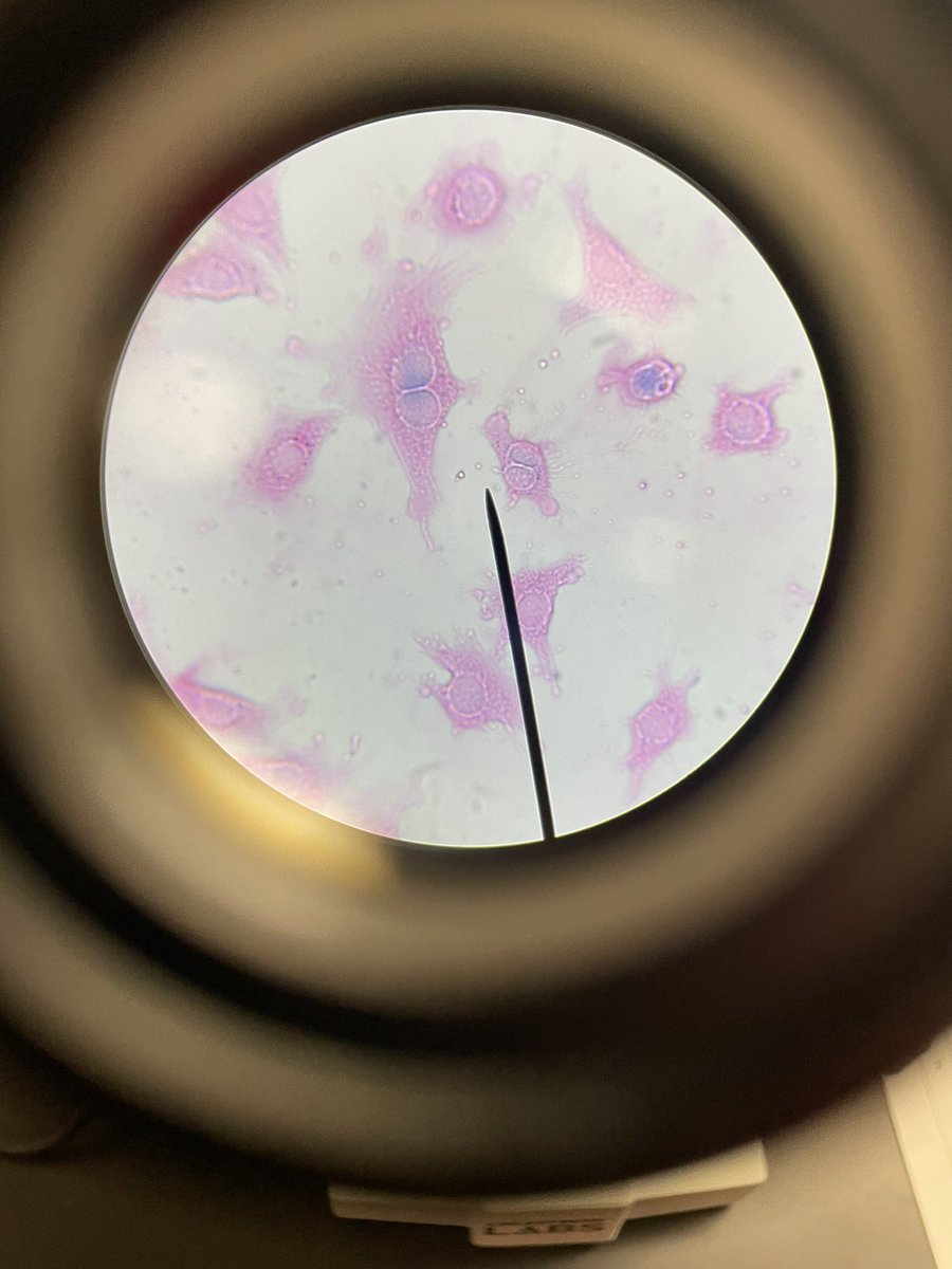 Katie McGormley tweet media