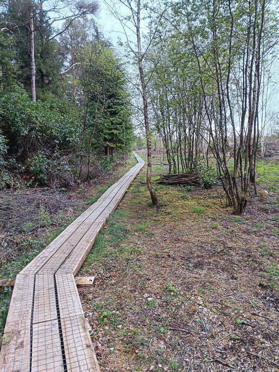 I walked the outer loop at @abbeyleixbog today and was expecting to have to wade through mud and water after the bridge but was delighted to find a new boardwalk instead. Huge work done to clear a large section of laurel by later boardwalk too. It's opened up that area so much.