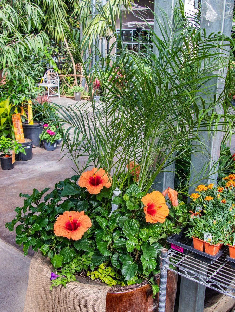 Custom Grab & Go inserts are the perfect way to add a little Spring color to your porch or patio this season. Shop Lanoha's Greenhouse and pick your favorites today.
#spring #plants #grabandgo #shoplocal