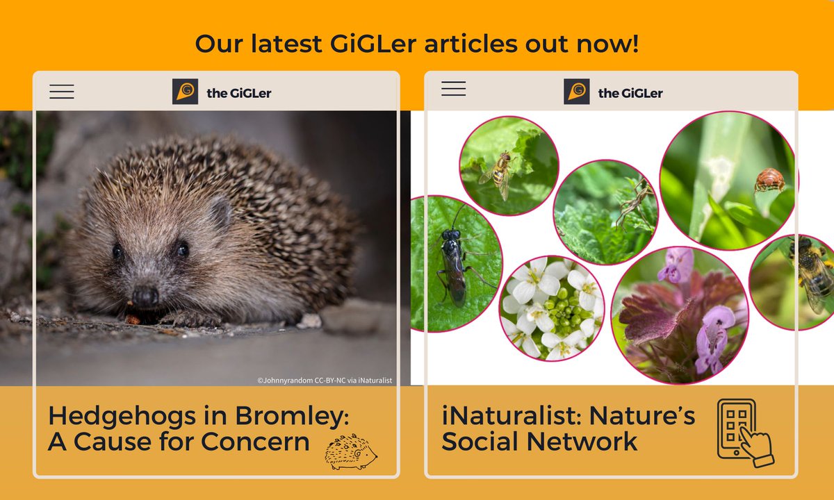 Read our latest GiGLer articles! Dr Judith John highlights concerns for hedgehogs in Bromley🦔 We continue our dive into recording apps by exploring iNaturalist, just in time for City Nature Challenge on 26th April!📱🌿 Take a look👉 buff.ly/48ncHMK
